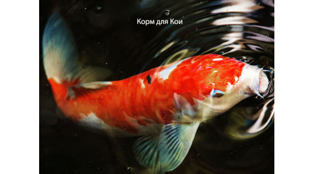 Кои