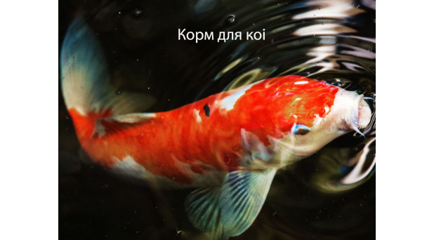 Палички